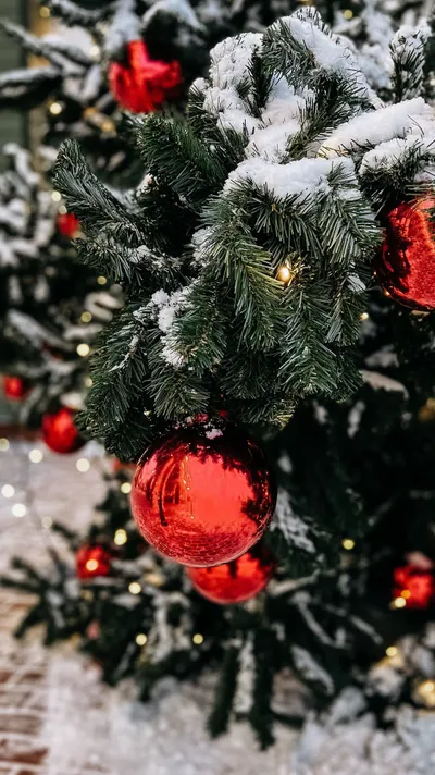 Red Christmas Balls Nature Wallpaper 4K 2243x3988 Gray