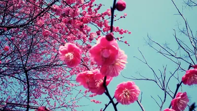 Nature Blossom Nature Nature Wallpaper 4K 1920x1080 Nature, Blossom, Hd, Desktop, Wallpaper, Background, Image, Gray, Ultrawide, Full HD