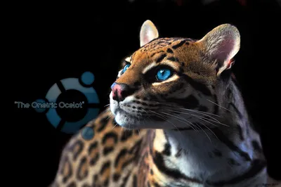 Close Majestic Ocelot Bright Blue Technology Wallpaper 4K 1920x1277 A, Striking, Hd, Desktop, Wallpaper, Featuring, Close-up, Majestic, Ocelot, Bright, Blue, Eyes, Gray, Brown, Ultrawide, Full HD