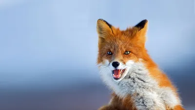 Vibrant Fox Its Orange Fur Animals Wallpaper 4K 1920x1080 A, Vibrant, Hd, Wallpaper, Of, Fox, Showcasing, Striking, Orange, Fur, Expressive, Features, White, Ultrawide, Full HD