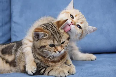 Epic Two Wallpaper Animals Wallpaper 4K 1920x1281 Two, Adorable, Cats, Cuddle, Together, On, A, Blue, Couch, One, Licking, Other, Gray, Landscape, Full HD