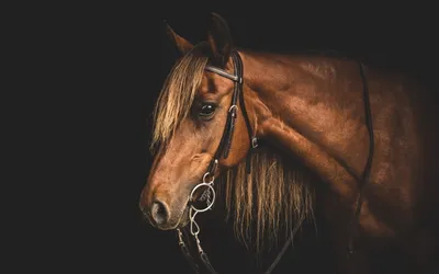 Close Majestic Brown Horse Flowing Animals Wallpaper 4K 2560x1600 A, Close-up, Of, Majestic, Brown, Horse, With, Flowing, Mane, Captured, Against, Dark, Ultrawide, QHD