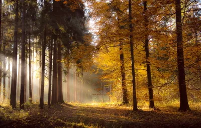 Vibrant Serene Wallpaper Nature Wallpaper 4K 2048x1311 A, Serene, Fall, Forest, Scene, With, Sunbeams, Filtering, Through, Golden, Leaves, Creating, Gray, Brown, Ultrawide, Full HD