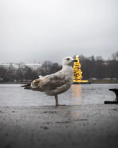 Seagull Alster Lake Nature Wallpaper 4K 3410x4263 White