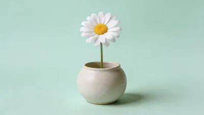 Single White Daisy Round Minimal Wallpaper 4K 4096x2304 Single, White, Daisy, In, A, Round, Ceramic, Pot, Mint, Backdrop, Minimalist, Spring, Gray, Ultrawide, 4K
