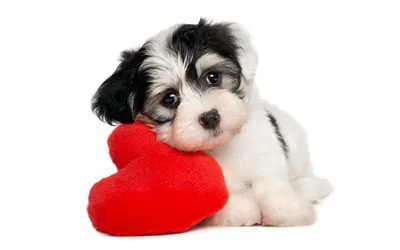 Calm Cute Wallpaper Black/Dark Wallpaper 4K 1920x1200 Hd, Desktop, Wallpaper, Featuring, A, Cute, Black, And, White, Puppy, Resting, Head, Red, Ultrawide, Full HD