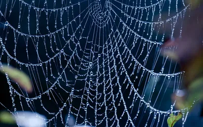 Serene Close Wallpaper Black/Dark Wallpaper 4K 1920x1200 A, Close-up, Of, Delicate, Spider, Web, Adorned, Dewdrops, Set, Against, Dark, Creating, Brown, Ultrawide, Full HD
