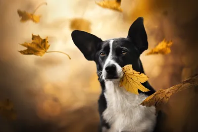 Animal Dog Animals Animals Wallpaper 4K 2048x1366 Animal, Dog, Hd, Desktop, Wallpaper, Background, Image, White, Landscape, Full HD