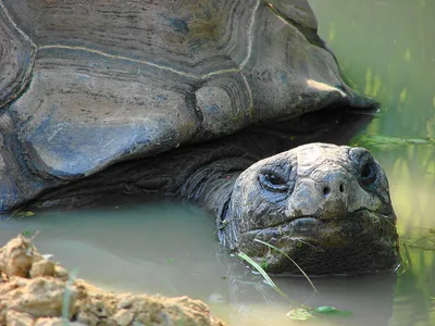 Misty Animal Wallpaper Animals Wallpaper 4K 1680x1260 Animal, Aldabra, Giant, Tortoise, Hd, Desktop, Wallpaper, Gray, Landscape