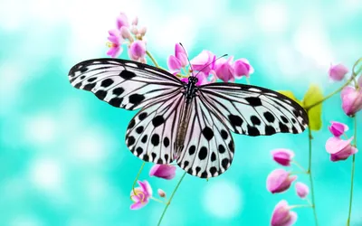 Dark Definition Wallpaper Wallpaper 4K, Animals category
