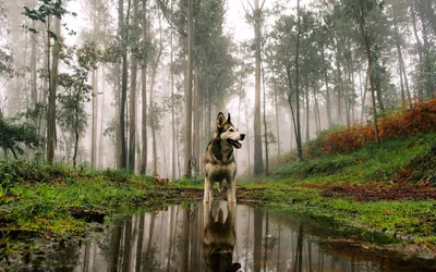 Husky Dog Standing Reflective Puddle Animals Wallpaper 4K 1920x1200 Hd, Wallpaper, Featuring, A, Husky, Dog, Standing, By, Reflective, Puddle, Misty, Wooded, White, Gray, Ultrawide, Full HD