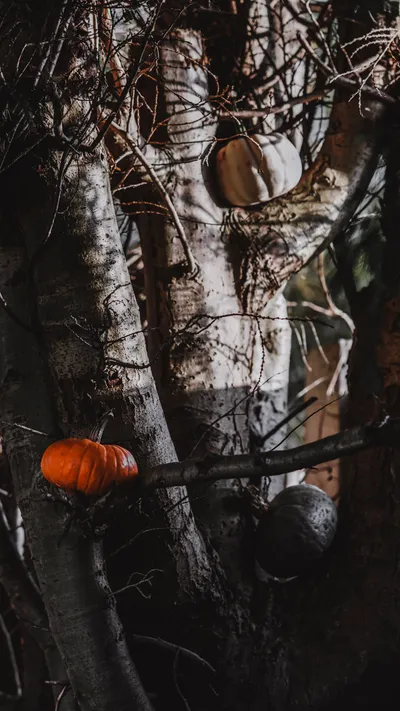 Dark Pumpkins Wallpaper Wallpaper 4K, Nature category