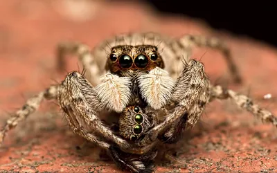 Close Detailed Jumping Spider Wallpaper 4K, Abstract category