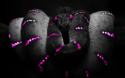 Radiant Close Wallpaper Black/Dark Wallpaper 4K 1680x1050 Hd, Pc, Desktop, Wallpaper, Featuring, A, Close-up, Of, Black, Snake, Glowing, Purple, Gray, Ultrawide