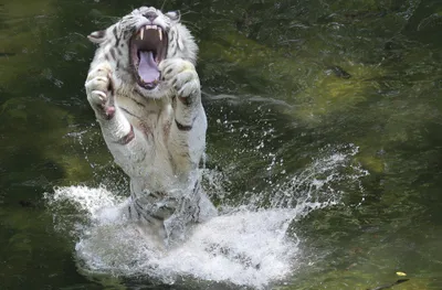 Bright White Wallpaper Animals Wallpaper 4K 2048x1345 A, Stunning, Hd, Wallpaper, Featuring, White, Tiger, Leaping, Water, Showcasing, Powerful, Form, Gray, Ultrawide, Full HD