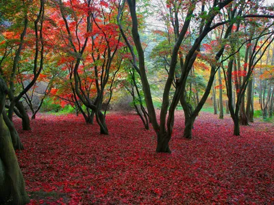 Crisp Definition Wallpaper Wallpaper 4K, Nature category