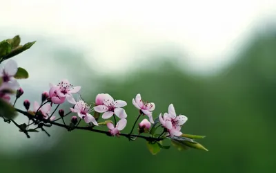 Moody Serene Wallpaper Nature Wallpaper 4K 1920x1200 A, Serene, Hd, Wallpaper, Featuring, Delicate, Pink, Blossoms, Branch, Set, Against, Soft, White, Ultrawide, Full HD