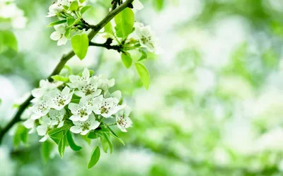 Calm Delicate Wallpaper Wallpaper 4K, Nature category