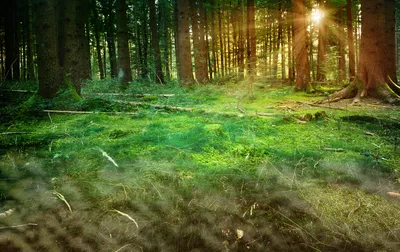 Serene Forest Sunlight Streaming Nature Wallpaper 4K 1920x1209 Hd, Pc, Desktop, Wallpaper, Showcasing, A, Serene, Forest, Scene, Sunlight, Streaming, Through, Brown, Ultrawide, Full HD
