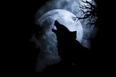 Fantasy Themed Howling Wolf Animals Wallpaper 4K 6000x4000 Fantasy-themed, 4K, Ultra, Hd, Desktop, Wallpaper, Featuring, A, Howling, Wolf, Silhouette, Against, White, Gray, Landscape