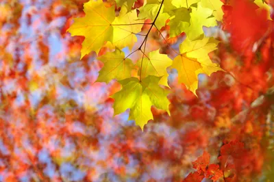 Close Vibrant Fall Leaves Soft Nature Wallpaper 4K 2048x1365 Hd, Desktop, Wallpaper, Showcasing, A, Close-up, Of, Vibrant, Fall, Leaves, Soft, Depth, Purple, Orange, Yellow, Ultrawide, Full HD