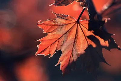 Maple Leaf Nature Wallpaper 4K, Nature category