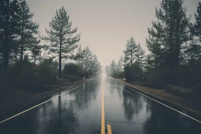 Between Pine Trees Rain Wallpaper 4K, Nature category