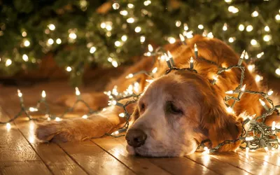 Dreamy Golden Wallpaper Abstract Wallpaper 4K 1920x1200 A, Golden, Retriever, Rests, Peacefully, On, Wooden, Floor, Adorned, Sparkling, Lights, Creating, White, Brown, Ultrawide, Full HD