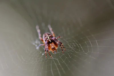 Animal Spider Animals Animals Wallpaper 4K 6000x4000 Animal, Spider, Hd, Desktop, Wallpaper, Background, Image, Gray, Landscape, 4K