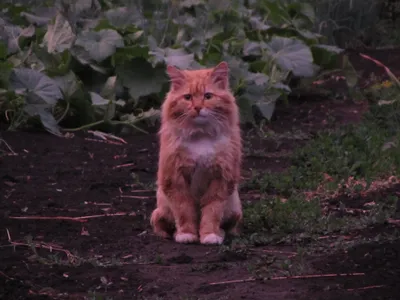 Vivid Fluffy Wallpaper Animals Wallpaper 4K 4320x3240 A, Fluffy, Orange, Cat, Sits, Attentively, On, Soil, Surrounded, Green, Foliage, Captured, Brown, Gray, Landscape, 4K