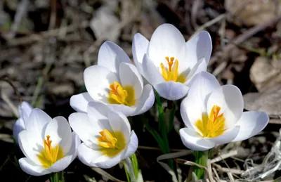Close White Crocus Wallpaper 4K, Nature category