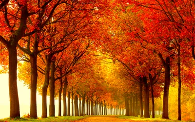 Vibrant Fall Tall Trees Lined Wallpaper 4K, Nature category