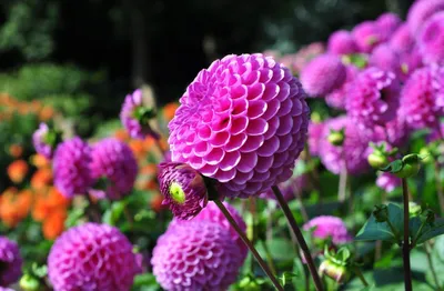Crisp Vibrant Wallpaper Wallpaper 4K, Nature category