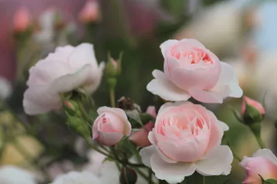 Vibrant Delicate Wallpaper Wallpaper 4K, Nature category