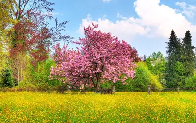 Crisp Vibrant Wallpaper Wallpaper 4K, Nature category