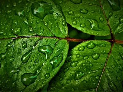 Calm Rain Wallpaper Wallpaper 4K, Abstract category