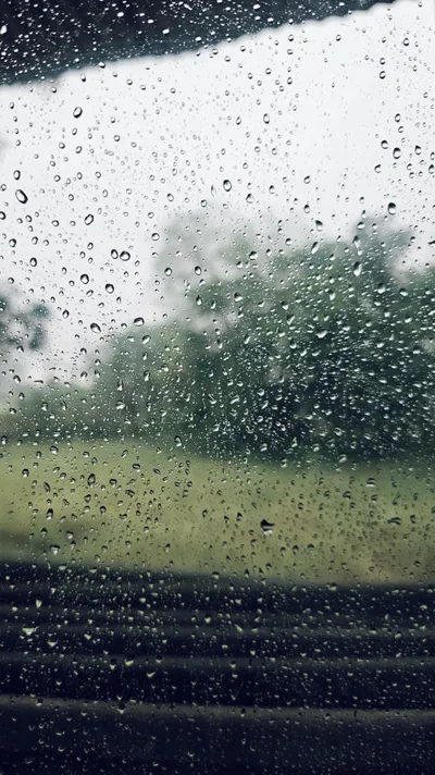 Trees Seen Wet Wallpaper 4K, Nature category