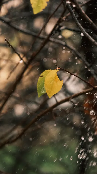 Yellow Leaves Fall Abstract Wallpaper 4K 3512x6240 Gray