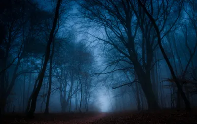 Dark Fog Covered Winds Nature Wallpaper 4K 2048x1289 A, Dark, Fog-covered, Path, Winds, Through, Forest, Bare, Trees, Capturing, Essence, Autumn, Brown, Pink, Gray, Ultrawide, Full HD