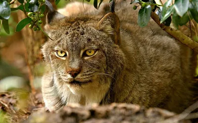 Close Lynx Crouching Green Foliage Wallpaper 4K, Nature category