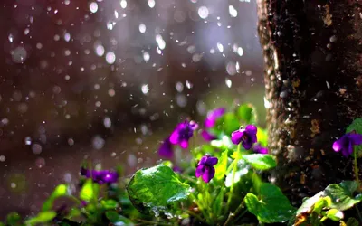 Rainy Landscapes Cave Nature Wallpaper 4K 1920x1200 Gray