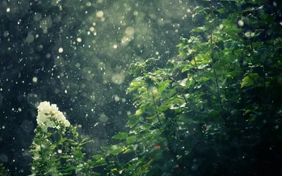 Vibrant Rainy Wallpaper Nature Wallpaper 4K 1920x1200 Brown, Gray