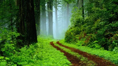 Golden Forest Wallpaper Nature Wallpaper 4K 2560x1440 Gray, White