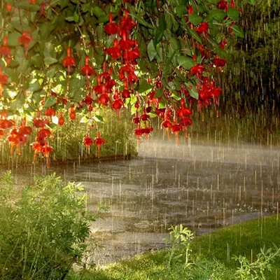 Rainy Spring Wallpapersafari Rain Wallpaper 4K, Abstract category
