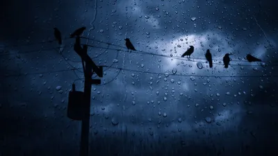 Dark Rainy Sky Birds Animals Wallpaper 4K 1920x1080 Brown