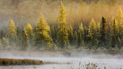 Sleek Nature Wallpaper Nature Wallpaper 4K 1920x1080 Nature, Fog, Hd, Desktop, Wallpaper, Background, Image, Gray, Ultrawide, Full HD