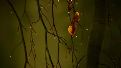 Moody Rain Wallpaper Wallpaper 4K, Abstract category