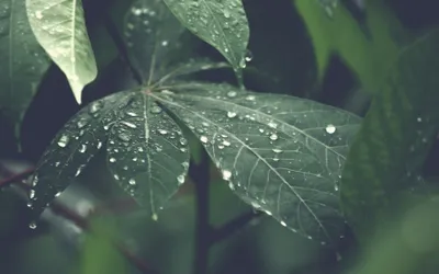 Bright Rain Wallpaper Wallpaper 4K, Nature category