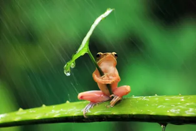 Radiant Rain Wallpaper Abstract Wallpaper 4K 1920x1280 Brown