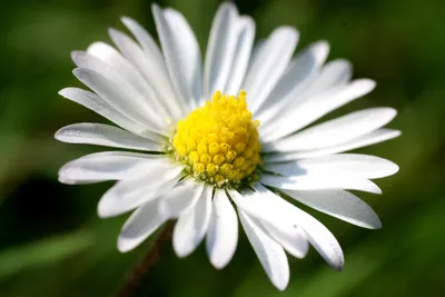 Close White Daisy Wallpaper 4K, Nature category